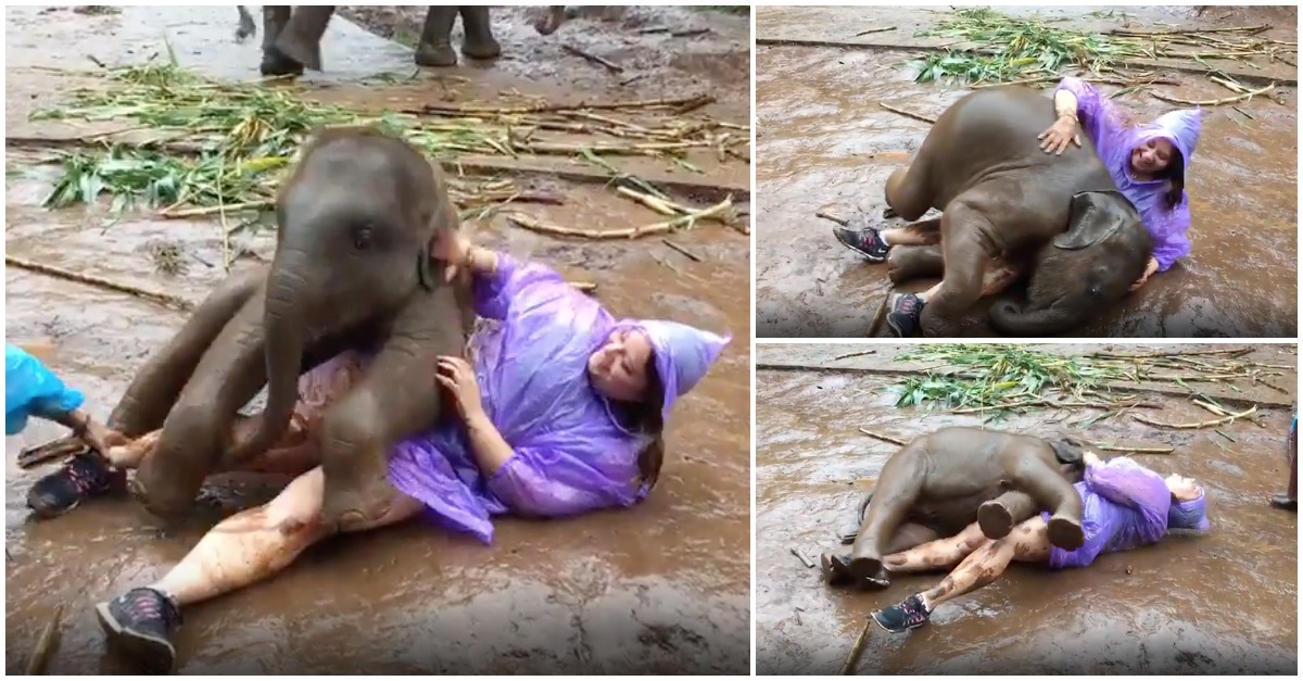 Apenas um elefante bebé que pensa ser um cãozinho... e esmaga de carinho uma turista!