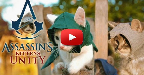 Assassin’s Creed com gatinhos