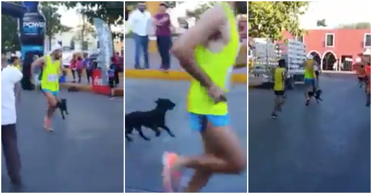 Atleta pontapeou brutalmente um cão durante a Maratona no México