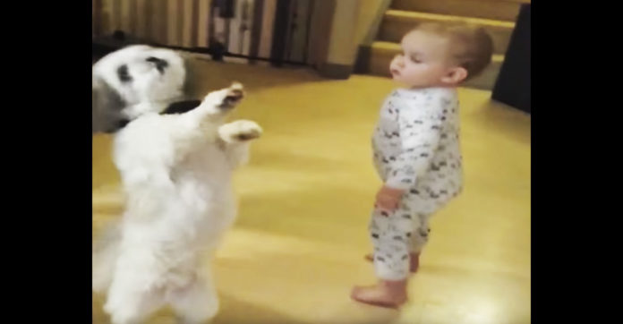 Cãozinho faz truque para receber biscoito e bebé tenta-o imitar