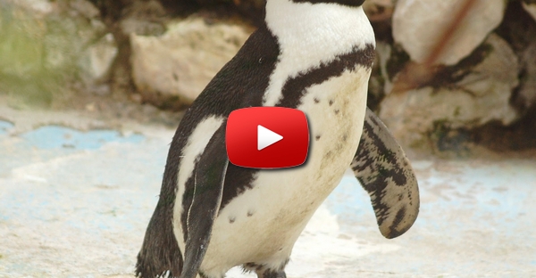Pinguim bebé com cócegas