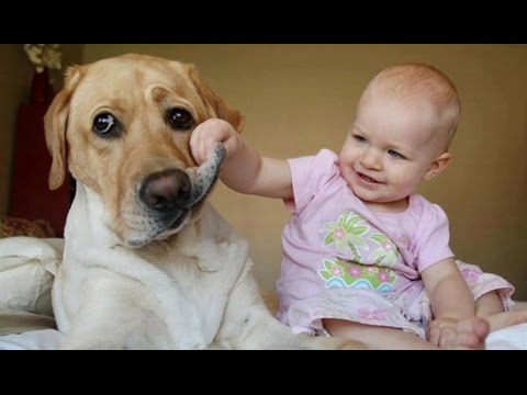 Este cão quer MUITO que o bebé lhe atire o brinquedo para se divertirem juntos