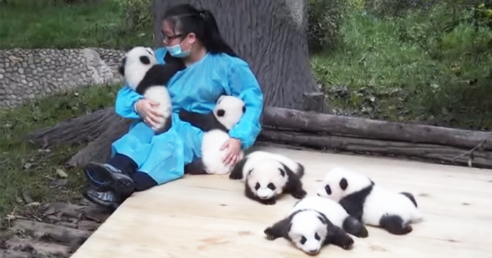 O melhor emprego do Mundo? Tratadora de pandas ganha 29.000 mil euros por Ano