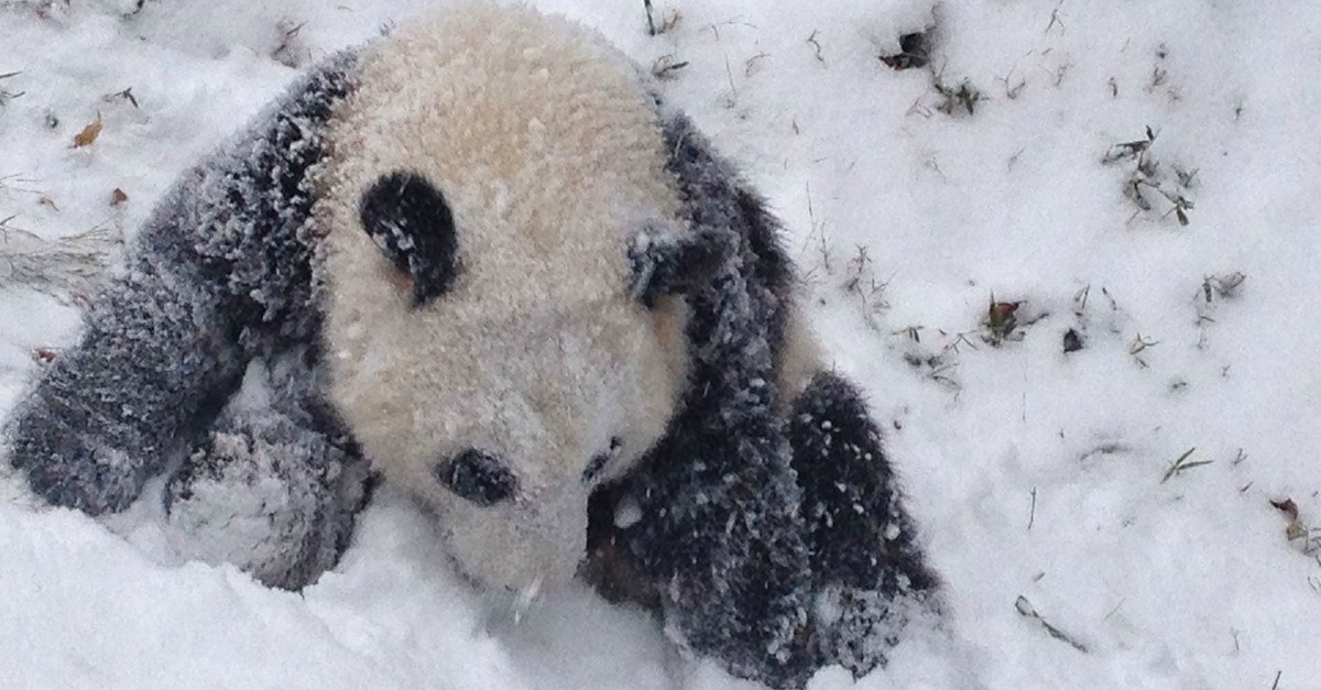 Panda bebé diverte-se na neve pela primeira vez num vídeo MEGA FOFO