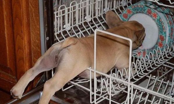 Este cão ajuda a por a loiça na máquina de lavar