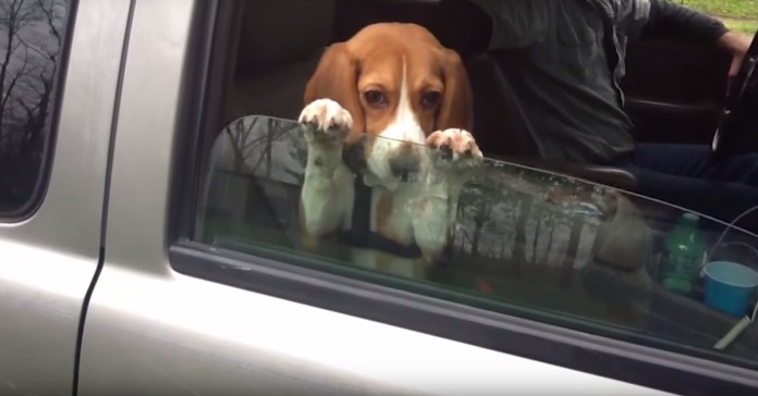 Adorável beagle não quer saber se a janela do carro está a fechar