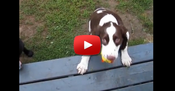 Cão cego vai apanhar a bola como um cão normal seguindo as instruções da sua dona