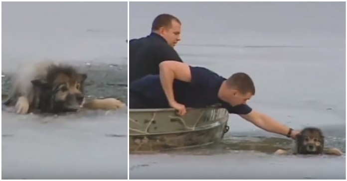 Bombeiros salvam cão que caiu num lago gelado