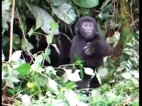 Gorila bebé falha adoravelmente ao tentar ser corajoso