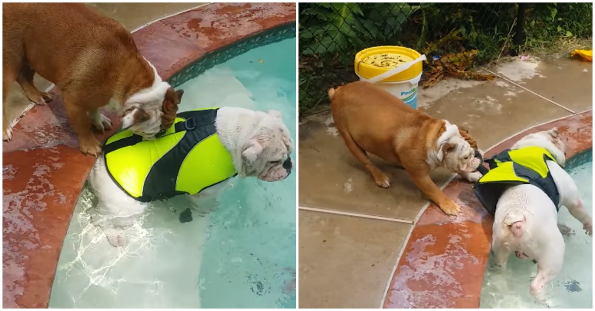 Bulldog não deixa a sua irmã entrar na água com medo que algo lhe aconteça