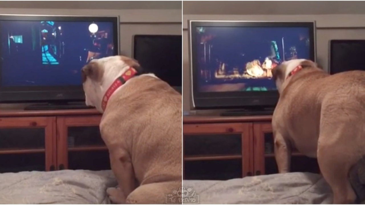 Bulldog inglês tenta avisar personagem que corre perigo ao assistir a filme de terror