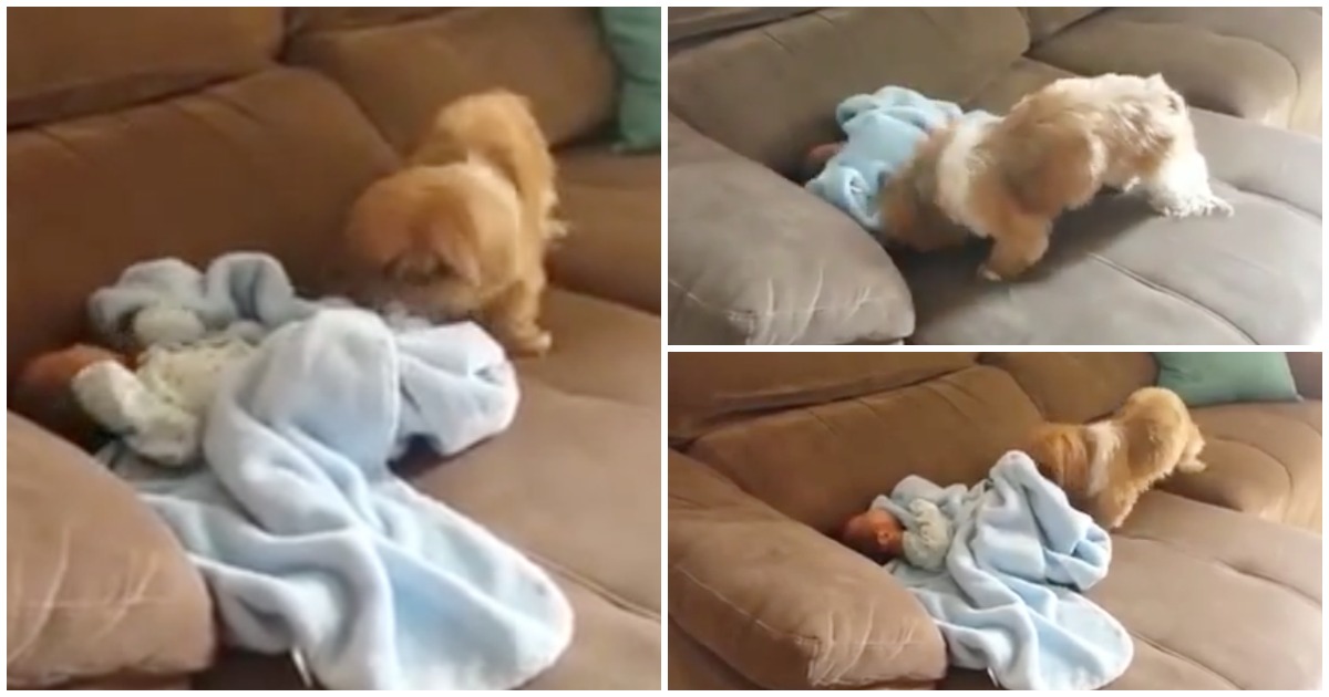 Cão cuidadoso cobre bebé num ato maravilhoso de carinho