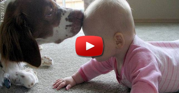 Cachorro canta pra bebé