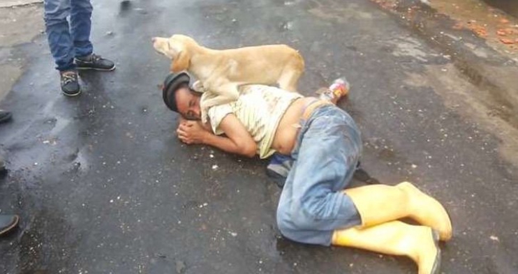 Vídeo revela cão a proteger dono bêbado que estava deitado no meio da rua