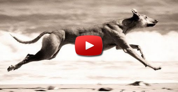 Cão que atinge velocidade estonteantes a correr! Cão ou Cavalo?