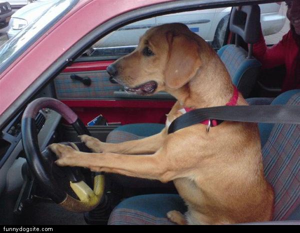 O primeiro cão condutor do mundo!