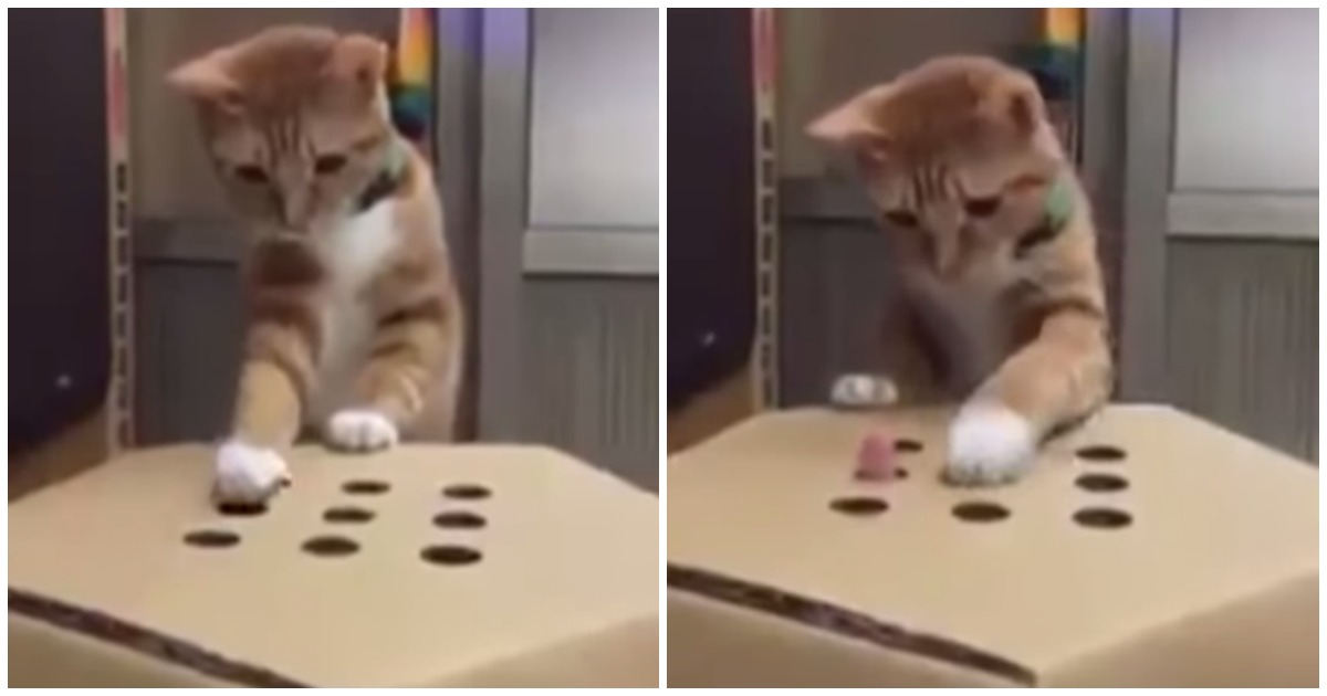 Este gato adora brincar ao jogo da toupeira