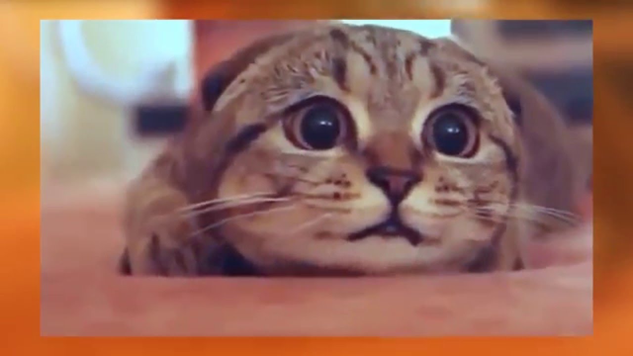 Este gatinho fica muito assustado quando vê filmes de terror, vê a reacção dele!