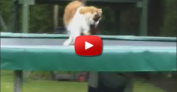 Gato no trampolim