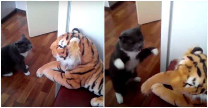 Este gato odeio o seu tigre de peluche