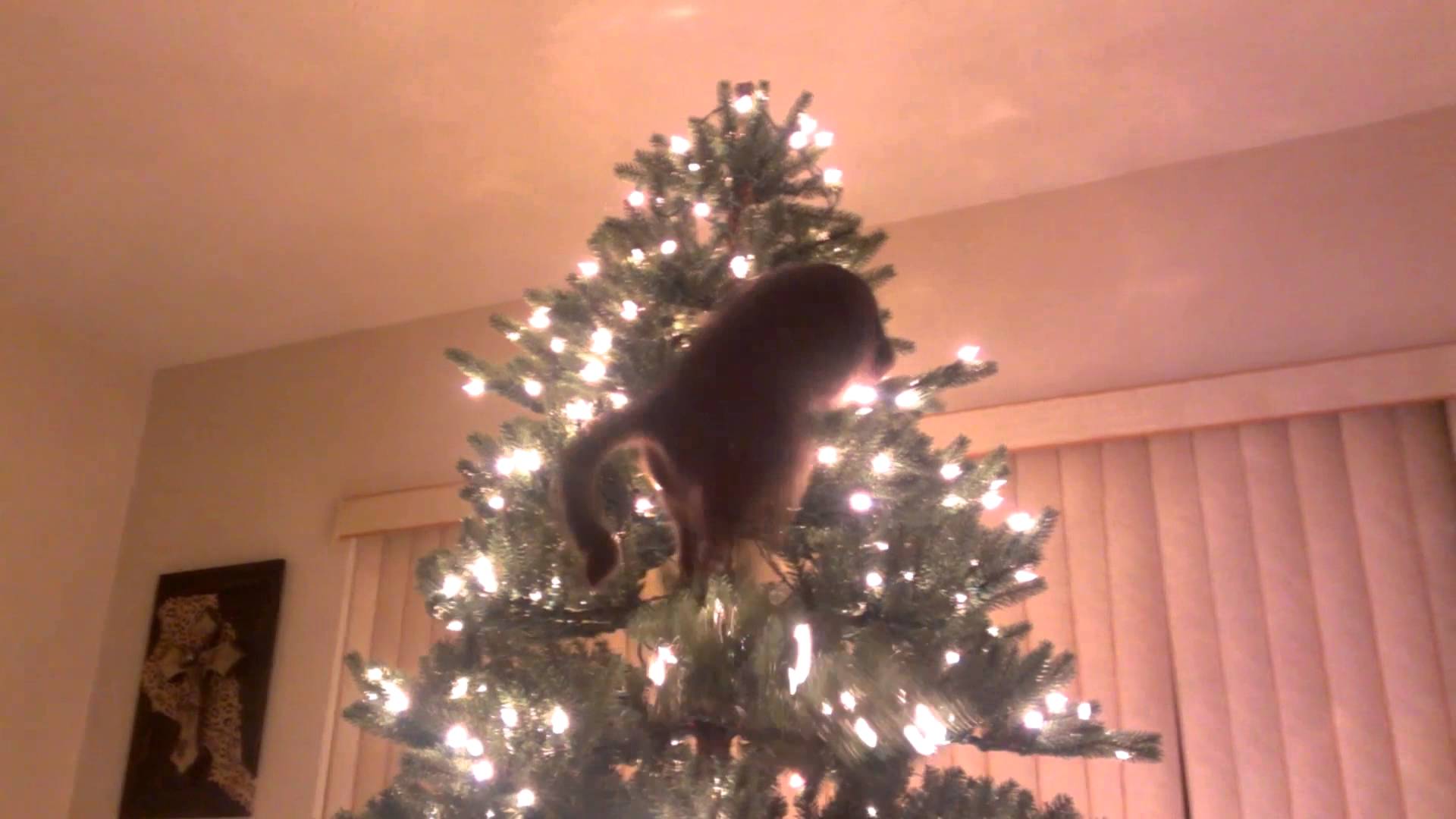 O amor que os gatos sentem pelas árvores de Natal