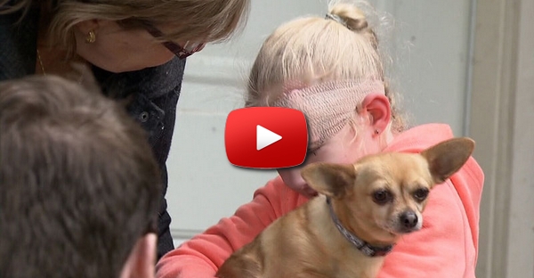 Chihuahua salva menina do violento ataque de um pit bull
