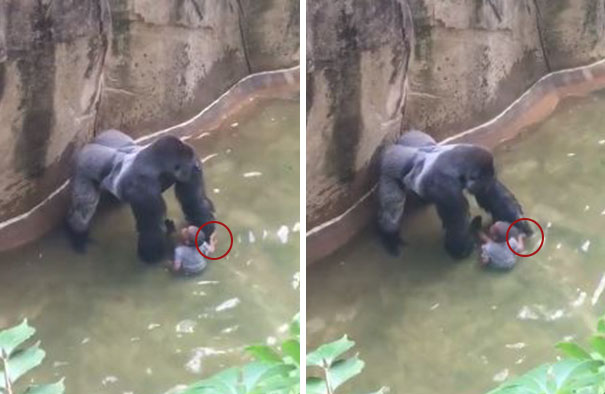 Gorila abatido tratava criança como presa ou cria? Novo vídeo aumenta dúvida