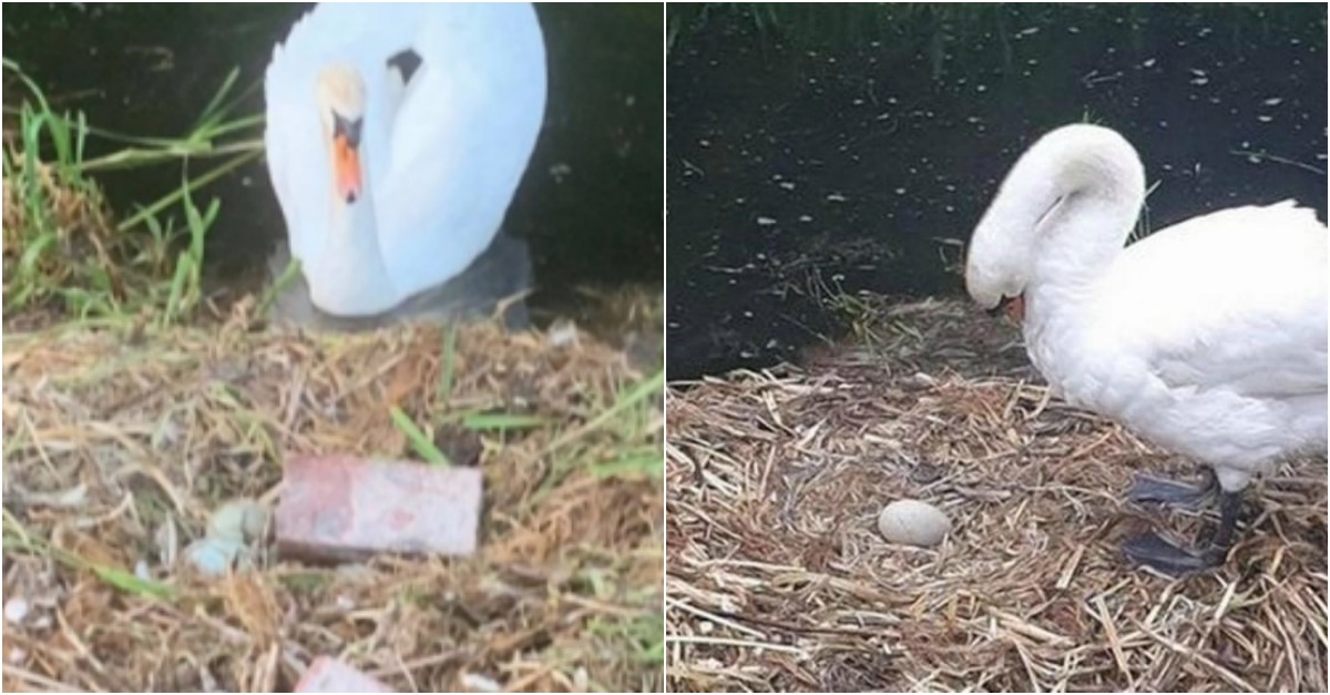 Cisne morre de desgosto depois de ver o seu ninho ser destruído por jovens