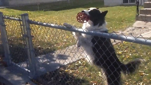 Este cão atirava a bola para fora do jardim só para brincarem com ele