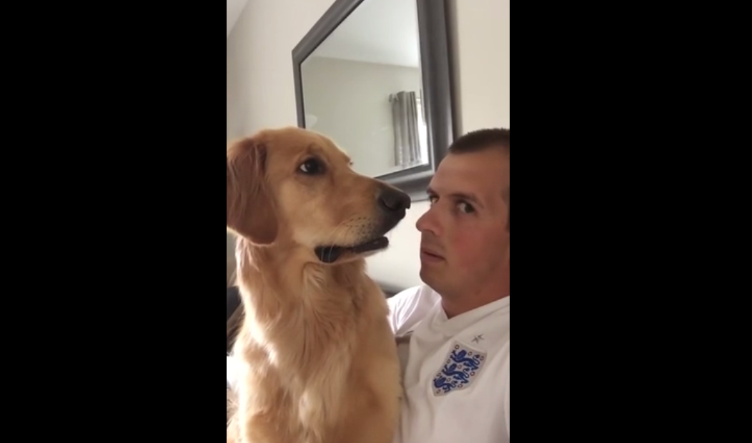 Cão tem reação impagável ao descobrir da boca do dono que vai ter um irmãozinho