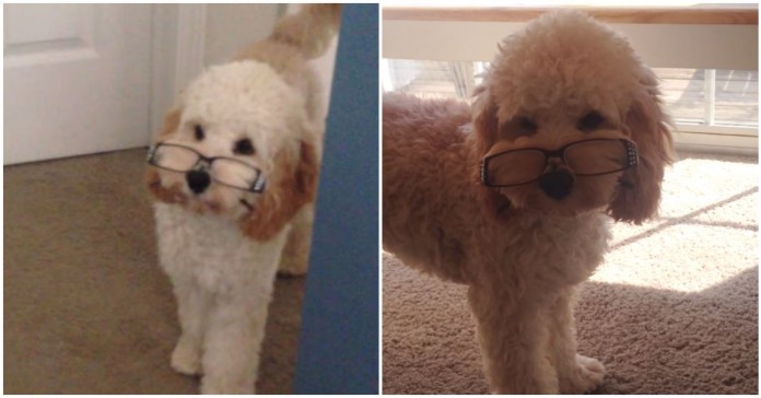 Este cão encontrou uns óculos no chão e fez de conta que era um professor