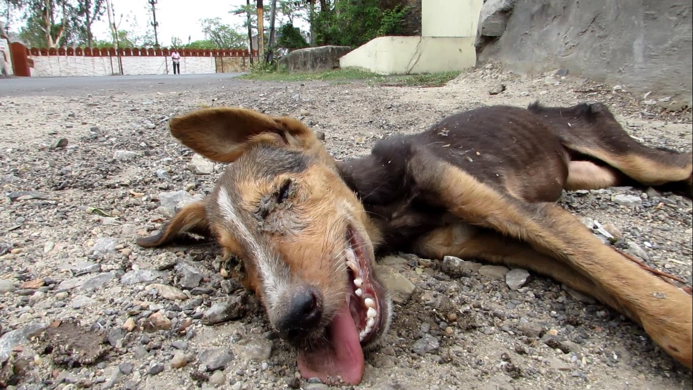 Confere a transformação incrível deste cão abandonado nas ruas da India