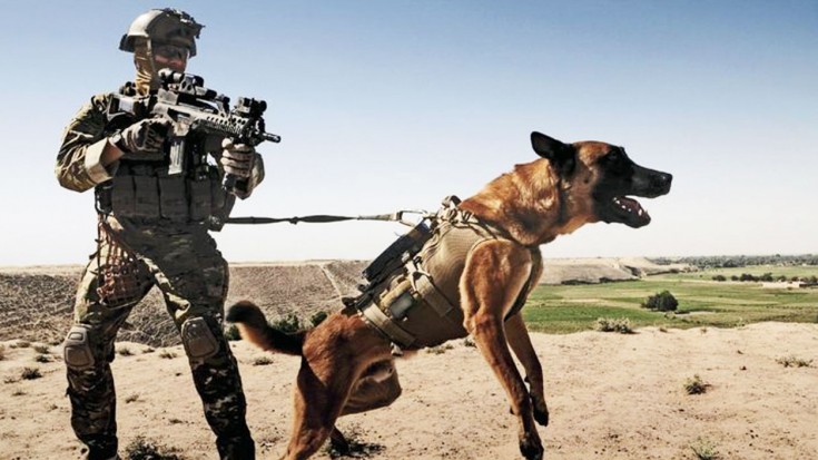 Cães explorados na guerra do Afeganistão regressam a casa