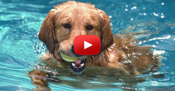 Cão fica assustado ao ver o seu dono entrar na água e corre para o salvar