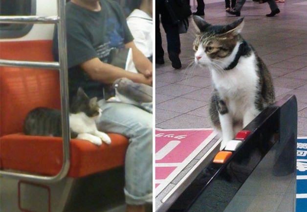 A curiosa história do gato que apanha o metro todos os dias sozinho no Japão