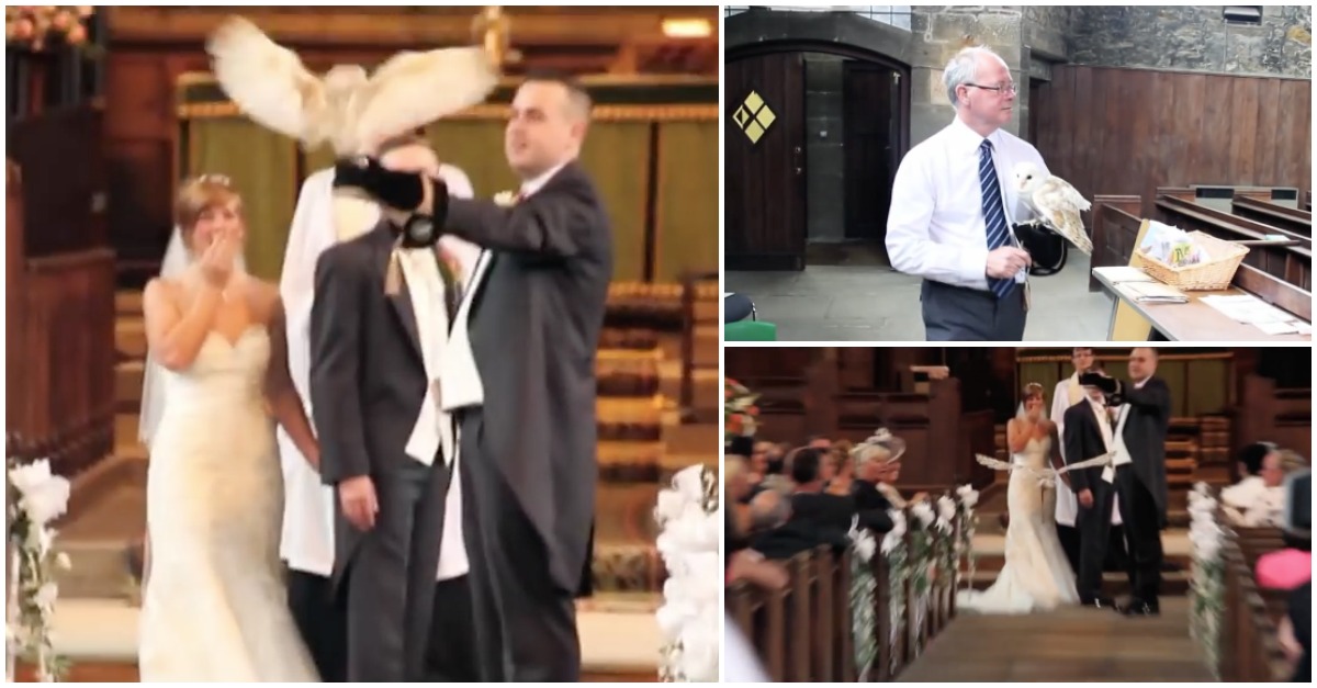 Coruja branca voa pela igreja para entregar as alianças aos noivos