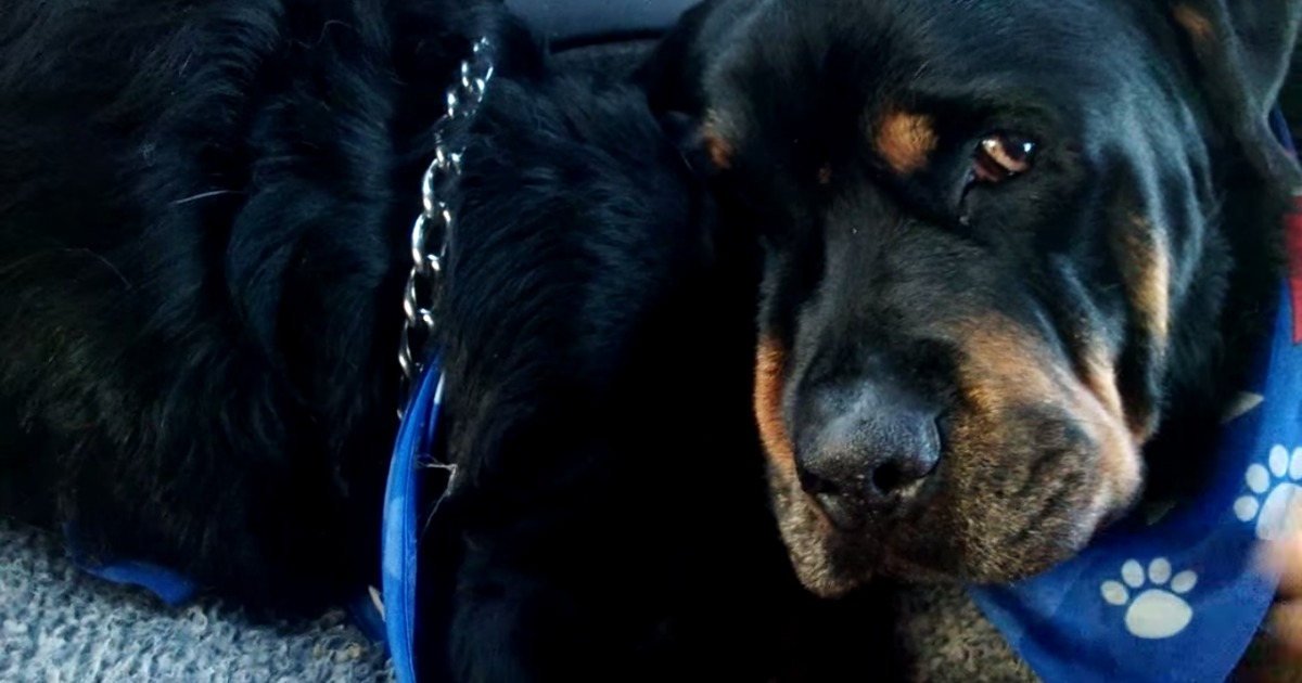 Rottweiler chora a morte do irmão e recusa-se sair de perto dele