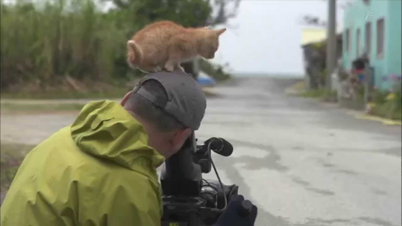 Um gatinho de rua chegou perto de um fotógrafo e algo maravilhoso aconteceu!
