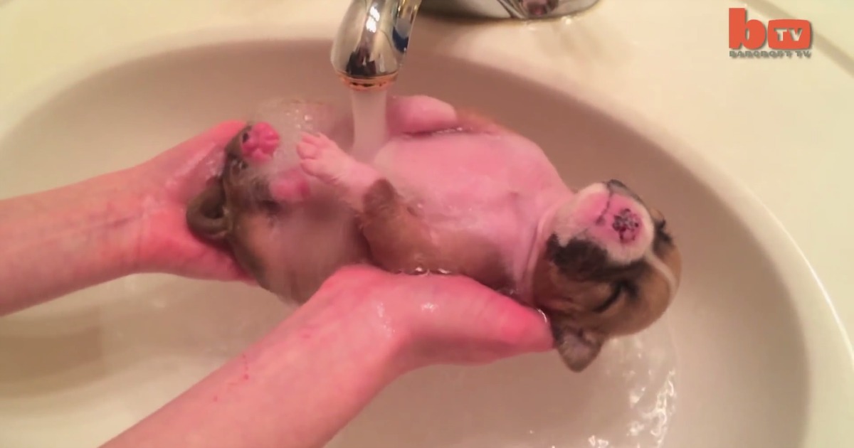 Cachorrinho abandonado aproveita um banho quentinho