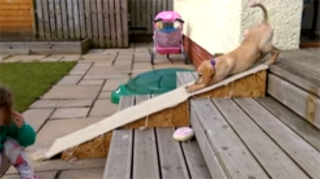Este cachorrinho tem medo de descer as escadas. A solução que ele encontrou é muito engraçada!