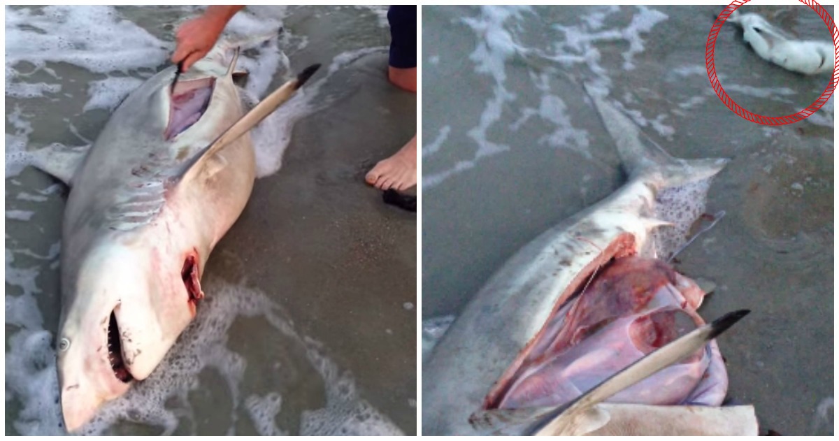 Homem abre tubarão morto e salva 3 bebés da sua barriga