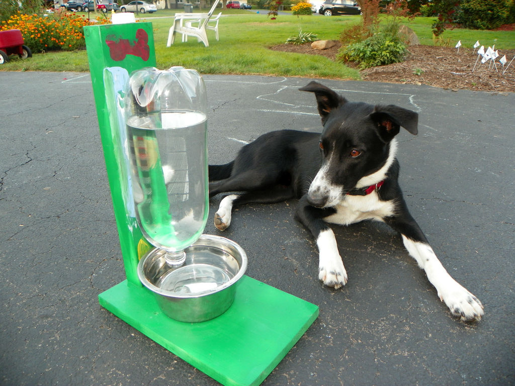 Aprende a fazer uma tigela de água para cães e gatos que enche automaticamente