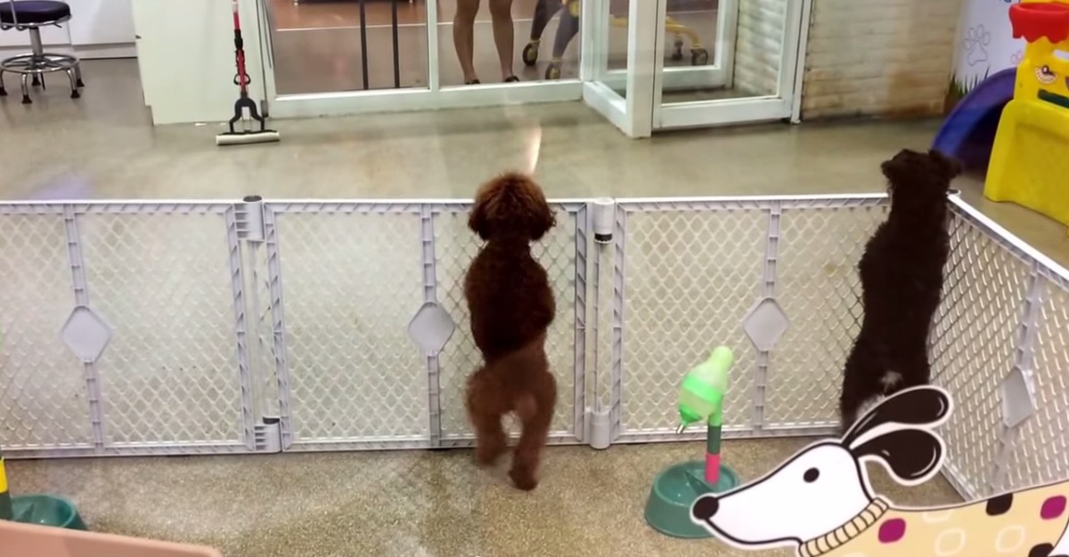 Este cachorrinho dança de emoção ao ver o seu dono