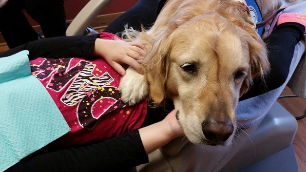 A Jojo é a cadela que trabalha como assistente num dentista para acalmar pacientes