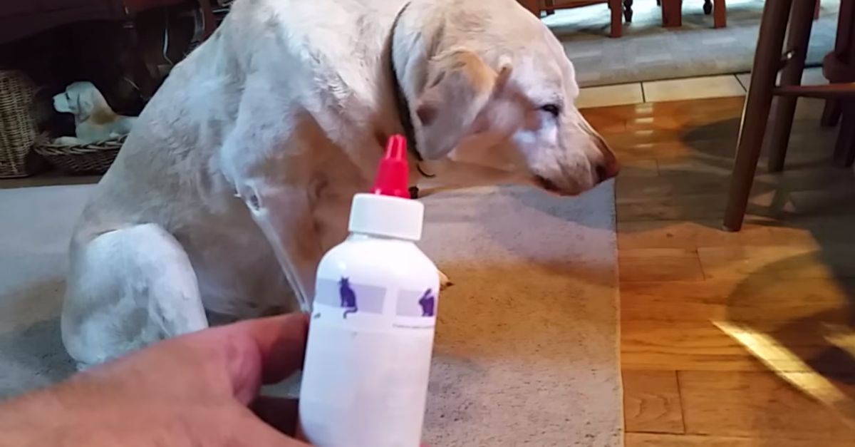 Confere a reação deste cão na hora de limpar os ouvidos