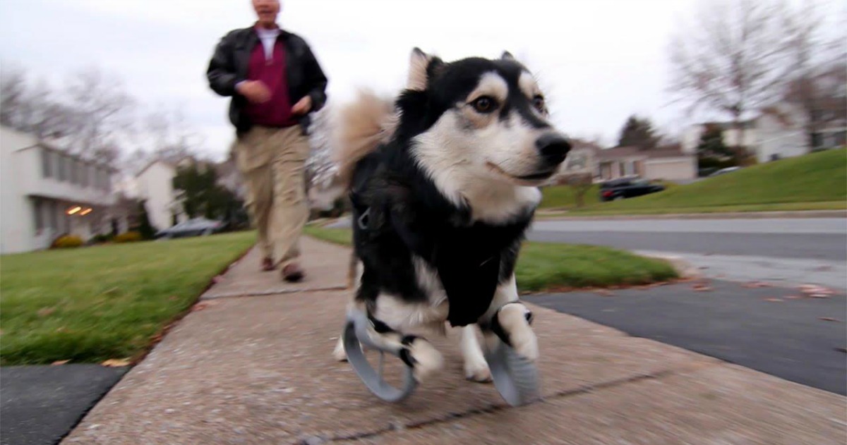 Cão corre pela primeira vez graças às patas feitas numa impressora 3D