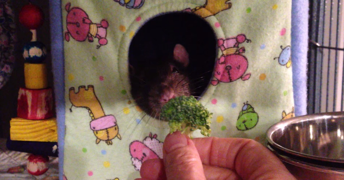 Dexter, o rato que odeia brócolos