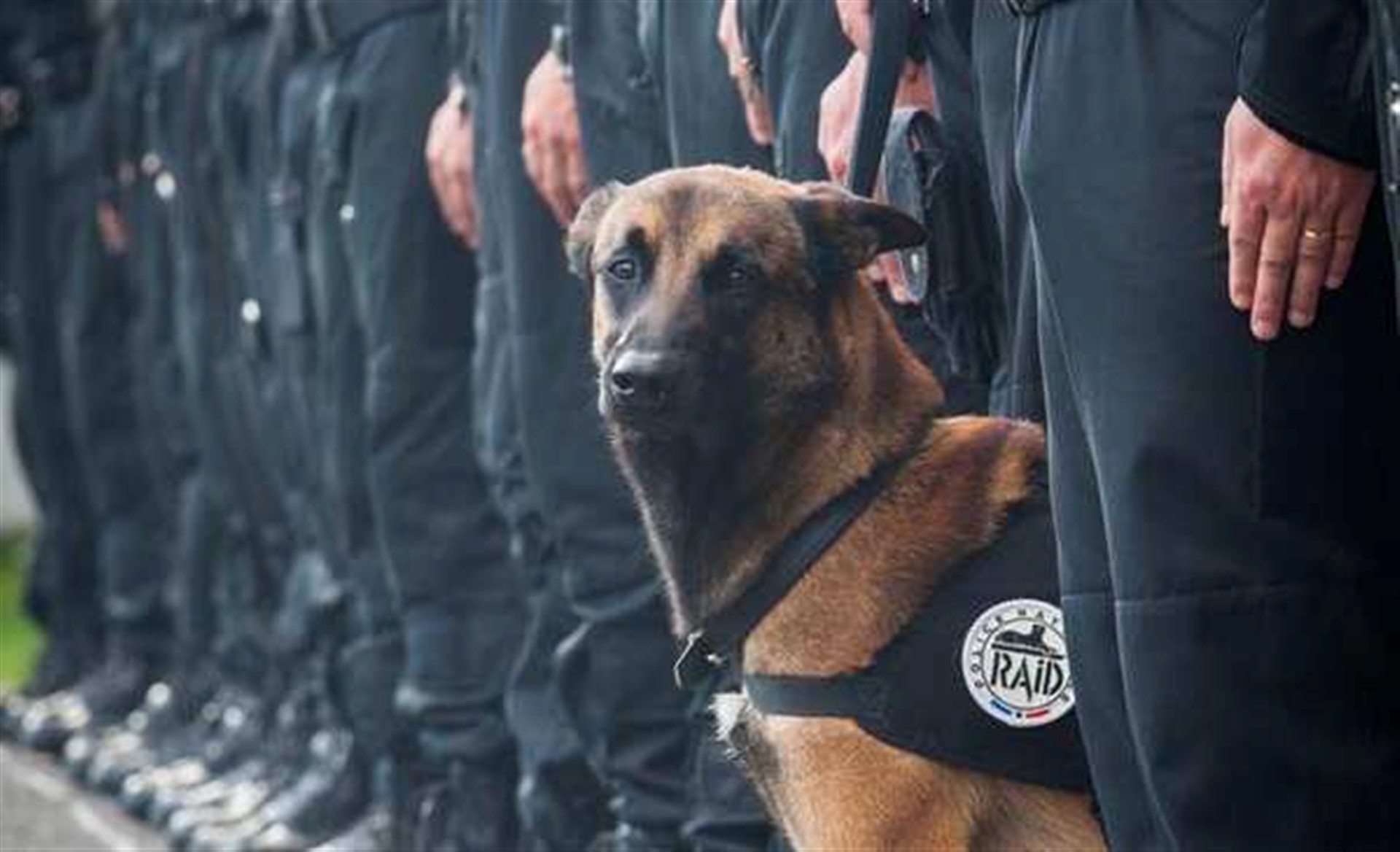 Diesel, a cadela que se tornou uma heroína dos atentados em Paris