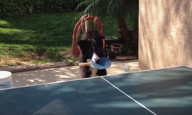 Este Border Collie adora jogar Ping Pong