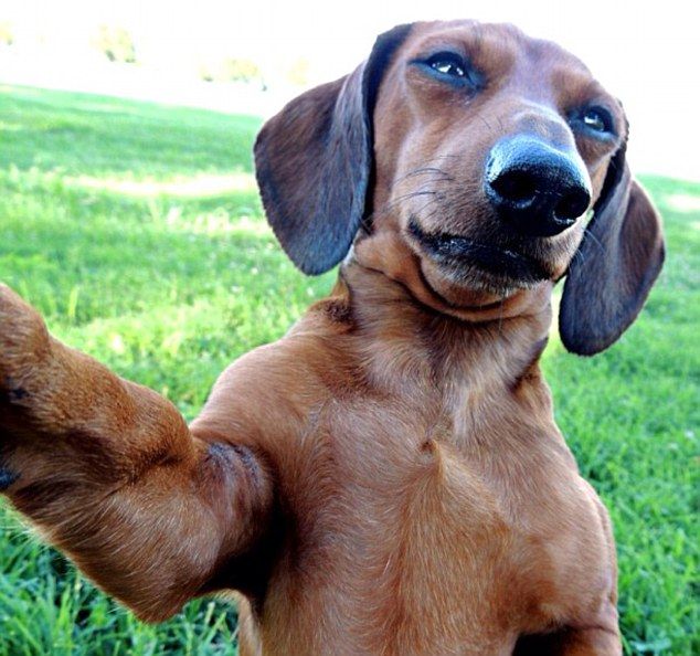 Cão faz pose para a selfie